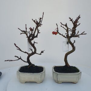 Bonsai Malus domestica
(7 Plants/Order)(16cmP 30cmH)