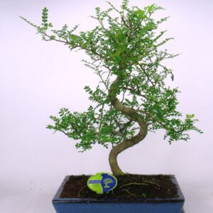Bonsai Zanthoxylum piperitum Zanthoxylum piperitum, 35 cm., shape, with dip tray
(1 Plants/Order)(35cmP 55cmH)