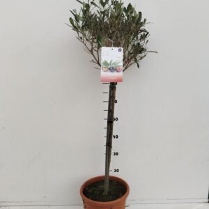 Olea europaea Olea Europaea
(1 Plants/Order)(22cmP 120cmH)