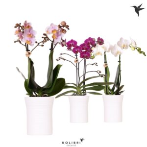 Phalaenopsis mixed 2 spike in Furrow Pot white
(8 Plants/Order)(9cmP 40cmH)