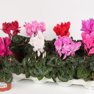 Cyclamen Super Serie Allure Cyclamen Midi SS Allure
(8 Plants/Order)(10.5cmP 21cmH)