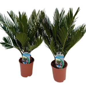 Cycas revoluta Cycas revoluta P12
(10 Plants/Order)(12cmP 45cmH)