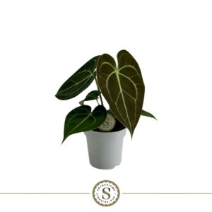 Anthurium clarinerviu Clarinervium Mini 7cm
(16 Plants/Order)(7cmP 25cmH)