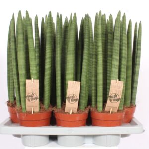 Sansevieria Cylindrica Sansevieria Straight
(7 Plants/Order)(14cmP 50cmH)