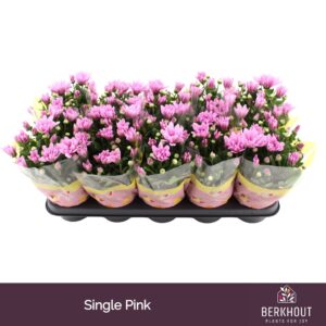 Chrysanthemum Breeze Pink
(10 Plants/Order)(12cmP 26cmH)