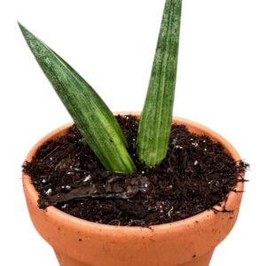 Sansevieria other Sansevieria Boncel Variegata
(9 Plants/Order)(8cmP 15cmH)