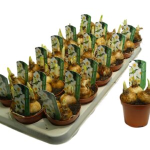 Narcissus Geranium Narcis Geranim
(18 Plants/Order)(9cmP 12cmH)