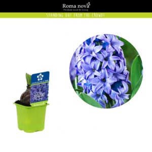 Hyacinthus Blue Pearl Hyacint Blue Pearl 7cm
(24 Plants/Order)(7cmP 10cmH)