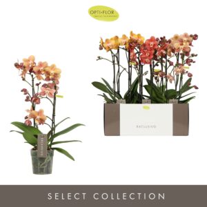 Phalaenopsis Multiflora Exclusivo Gold mix 2 spike
(6 Plants/Order)(12cmP 45cmH)