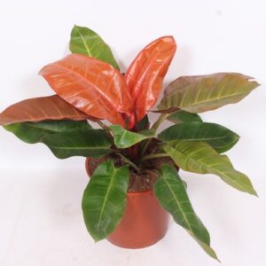 Philodendron Prince of Orange
(1 Plants/Order)(34cmP 80cmH)