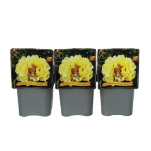 Paeonia Paeonia Itoh 'Lemon Dream' C5
(1 Plants/Order)(21cmP 35cmH)