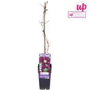 Clematis Warszawska Clematis Warszawska Nike P15
(10 Plants/Order)(15cmP 65cmH)