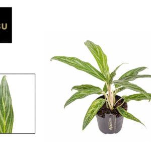 Aglaonema other Aglaonema Sunray Green
(6 Plants/Order)(12cmP 35cmH)