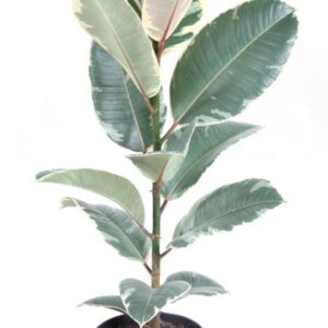 Ficus Tineke
(1 Plants/Order)(19cmP 60cmH)