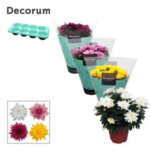 Chrysanthemum Chrystal Chrysanne® Grandezza mix
(12 Plants/Order)(13cmP 25cmH)