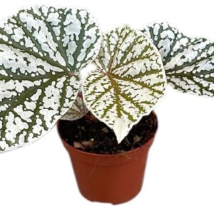Begonia Begonia Snowcap
(10 Plants/Order)(8cmP 12cmH)