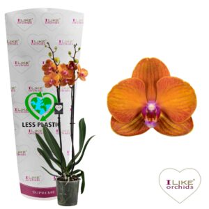 Phalaenopsis Anthura Bologna Phalaenopsis Bologna - 2 spike 60cm (Less Plastic)
(10 Plants/Order)(12cmP 55cmH)