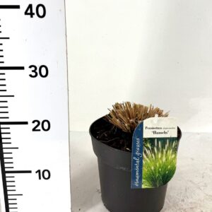 Pennisetum alopecuroides Hameln Pennisetum alopecuroides Hameln
(1 Plants/Order)(19cmP 20cmH)