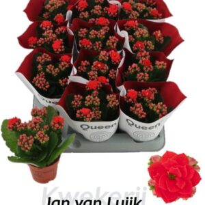 Kalanchoe pink Flowers Noelle Noelle
(20 Plants/Order)(6cmP 14cmH)