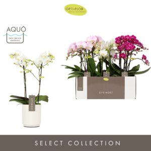 Phalaenopsis Multiflora Optimost Sensual mix 2 spike in Molise White Aquo
(6 Plants/Order)(12cmP 45cmH)