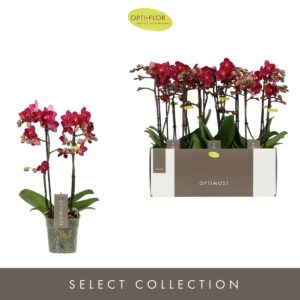 Phalaenopsis Multifl. typ Red Lion Optimost Red Lion 2 spike
(6 Plants/Order)(12cmP 45cmH)