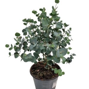 Eucalyptus gunnii Bush
(6 Plants/Order)(14cmP 35cmH)