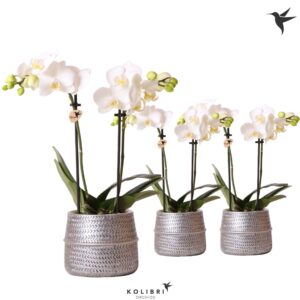 Phalaenopsis Multiflora Kolibri Orchids Phalaenopsis white 2 spike in Groove Pot silver
(6 Plants/Order)(9cmP 40cmH)
