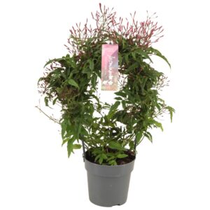Jasminum polyanthum Jasminum Passion Dark Pink boog 300 bud p12 (Jasmijn)
(9 Plants/Order)(12cmP 40cmH)
