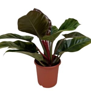 Philodendron Imperial Red Philodendron imperial red P24
(1 Plants/Order)(24cmP 70cmH)