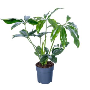 Philodendron Fun Bun Philodendron Fun Bun 17cm
(6 Plants/Order)(17cmP 60cmH)