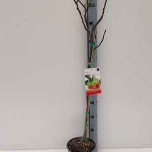 Ficus carica Ficus carica
(1 Plants/Order)(18cmP 90cmH)