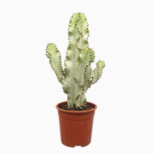 Euphorbia ingens Variegata Euphorbia marmorata 21 cm
(3 Plants/Order)(21cmP 60cmH)