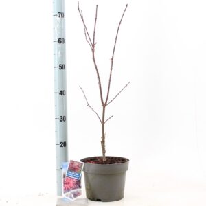 Acer palmatum Skeeters Broom Acer pal. 'Skeeters Broom'
(1 Plants/Order)(19cmP 60cmH)