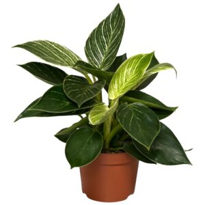 Philodendron Birkin white wave
(10 Plants/Order)(12cmP 35cmH)