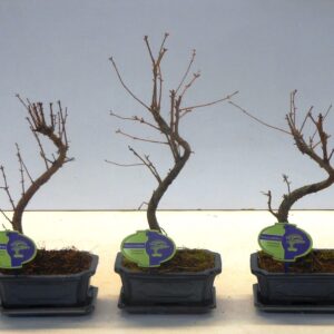 Metasequoia glyptostroboi metasequoia glyptostroboides 15 cm shape, with driptray
(8 Plants/Order)(15cmP 30cmH)