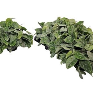 Scindapsus Silvery Ann Scindapsus Pictus Silvery Ann Bush
(8 Plants/Order)(14cmP 25cmH)