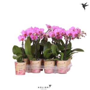 Phalaenopsis Multifloratypes other Kolibri Orchids Phalaenopsis purpel 1 spike
(18 Plants/Order)(9cmP 40cmH)