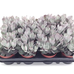 Kalanchoe pumila 8.5
(18 Plants/Order)(8.5cmP 6cmH)