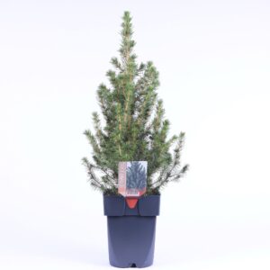 Picea glauca Conica Picea glauca 'Conica' P17
(6 Plants/Order)(17cmP 65cmH)