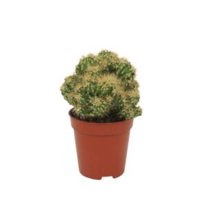 Cereus Pervianus Monstrosus dark yellow Cereus peruvianus `Monstrosus` dark yellow 5,5 cm
(20 Plants/Order)(5.5cmP 8cmH)