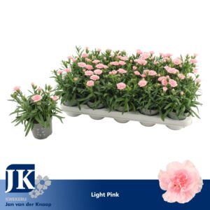 Carnation Oscar Pink Carnation Light Pink
(15 Plants/Order)(10.5cmP 15cmH)