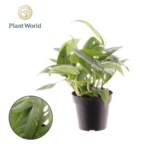 Epipremnum pinnatum pinnatum Cebu B Epipremnum Cebu Blue
(14 Plants/Order)(12cmP 20cmH)