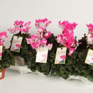 Cyclamen Indiaca Cyclamen Indiaka Fuchsia
(8 Plants/Order)(10.5cmP 21cmH)