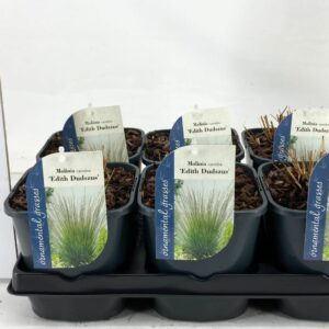 Molinia caerulea Molinia caerulea Edith Dudszus
(6 Plants/Order)(17cmP 15cmH)
