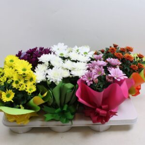 Chrysanthemum Indicum Rondella
(6 Plants/Order)(14cmP 27cmH)