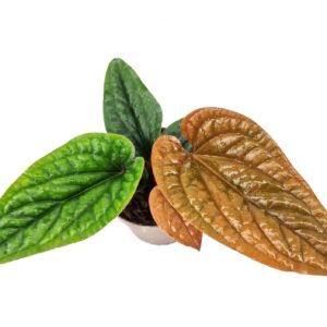 Anthurium Leaf Anthurium radicans x luxurians
(10 Plants/Order)(12cmP 25cmH)