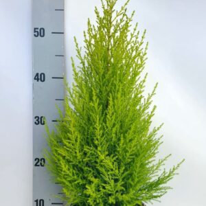 Cupressus Goldcrest Wilma Cupressus Piramide 17cm in tray
(6 Plants/Order)(17cmP 65cmH)