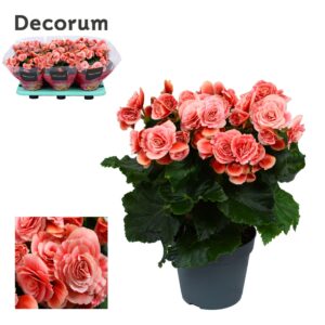 Begonia Borias Begonia ''borias'' pink gevlamd Decorum
(6 Plants/Order)(14cmP 32cmH)