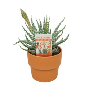 Aloe humilis Aloë humilis 8,5 cm flowering in 'Terracotta Kraagpot' met etiket
(9 Plants/Order)(8.5cmP 22cmH)