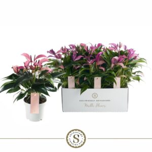 Anthurium Zizou Mille Fleurs Zizou 12cm
(6 Plants/Order)(12cmP 40cmH)